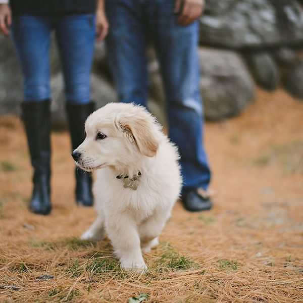 Lexi & Mike (and Jax) / Stonehurst Estate / Boston Couple Photography