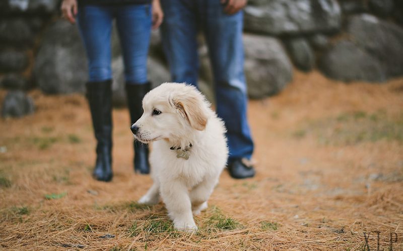 Lexi & Mike (and Jax) / Stonehurst Estate / Boston Couple Photography