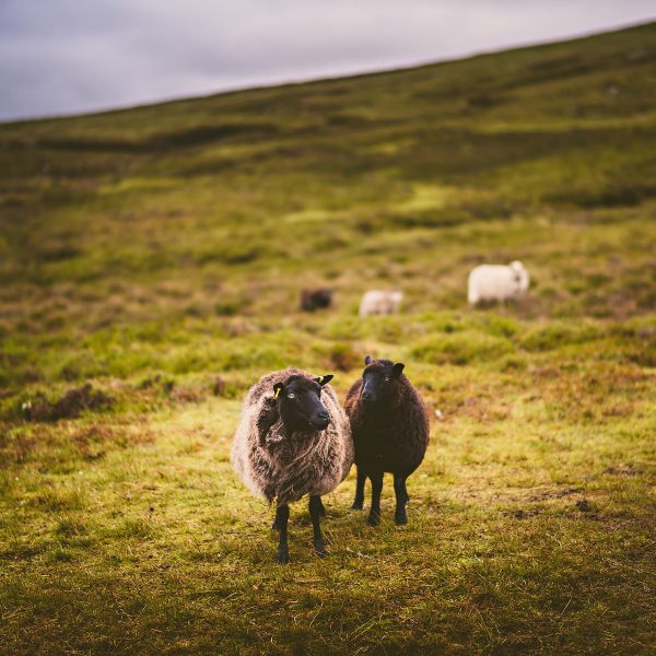 Shetland sheep on hill